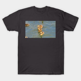 Three Canada Goose Goslings Swimming Together T-Shirt